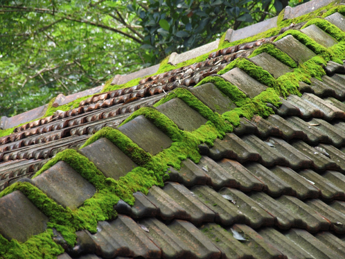 Démoussage de toiture dans les Ardennes